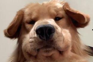 狗子的最新爆料视频大全,揭秘娱乐圈幕后真相